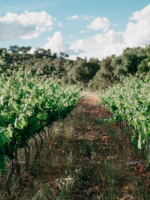 Balade dans les vignes